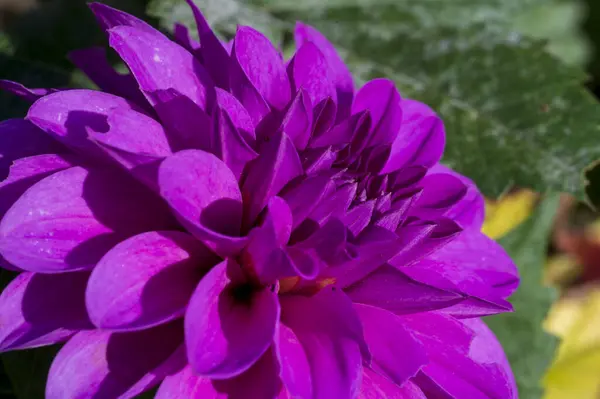 Detalle Flor Púrpura Planta Georgina Fondo Borroso — Foto de Stock