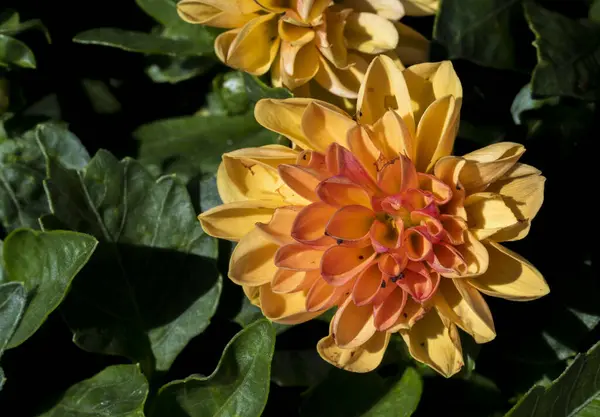Flor Naranja Amarilla Planta Dahlia Pinnata Con Fondo Verde Borroso — Foto de Stock