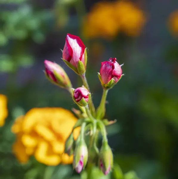 Flor Naranja Planta Pelargonium Con Fondo Borroso — Foto de Stock