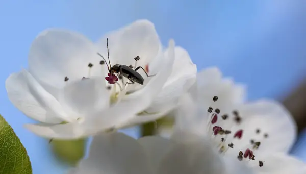 Close-up of white flower with small beetle on a cherry tree