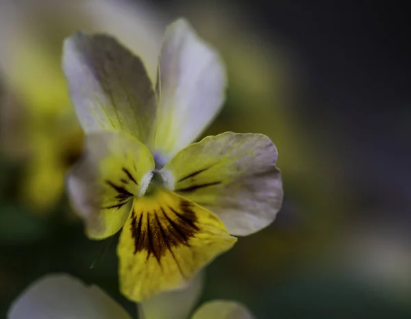Detail of a yellow Viola flower with a blurred background.