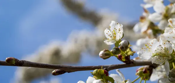 Detail of white flowers and bud on a tree