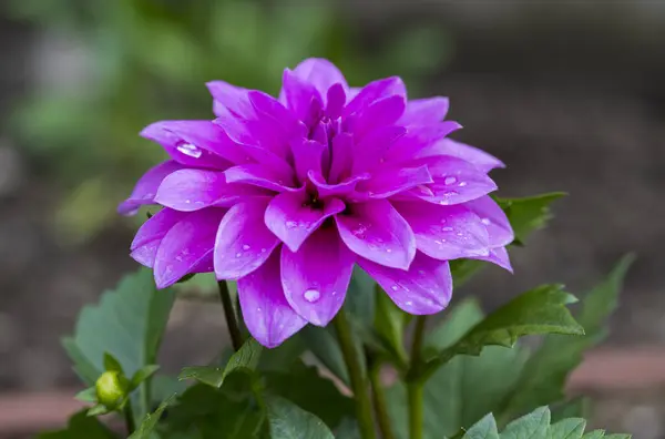 Detalle Flor Púrpura Planta Dahlia Pinnata Con Gotas Agua — Foto de Stock