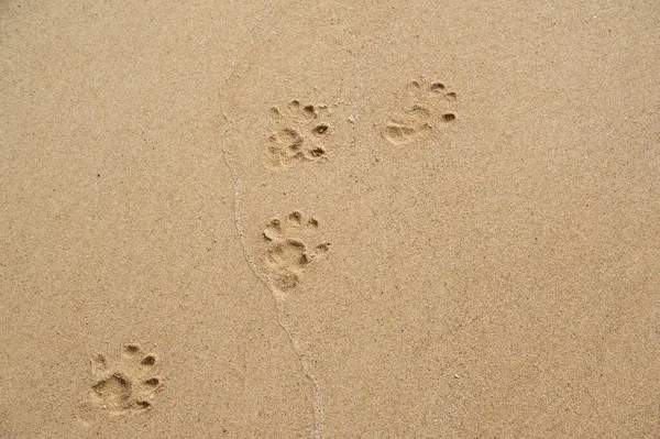 Animal tracks in yellow sand on the beach.