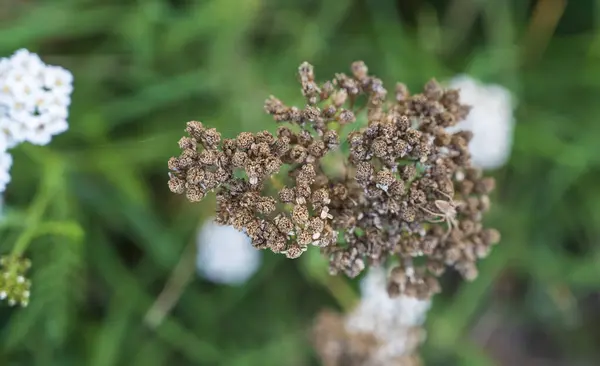 Dry brown flower of Tanacetum vulgare plant with green blurred background.