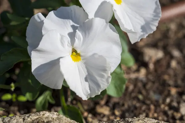 Viola x wittrockiana Gams eski Kappert 'in mavi çiçekleri yakın plan..