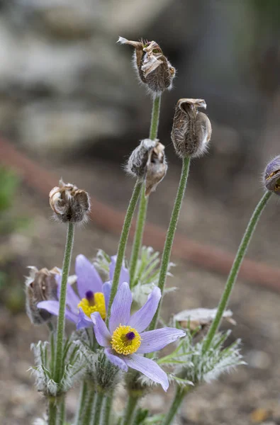 Anemone plant with blue-yellow blooming flowers and dry seeds on the stem