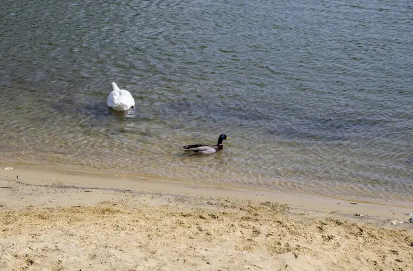 A brown duck and a white goose swim in dark water near a sandy beach.
