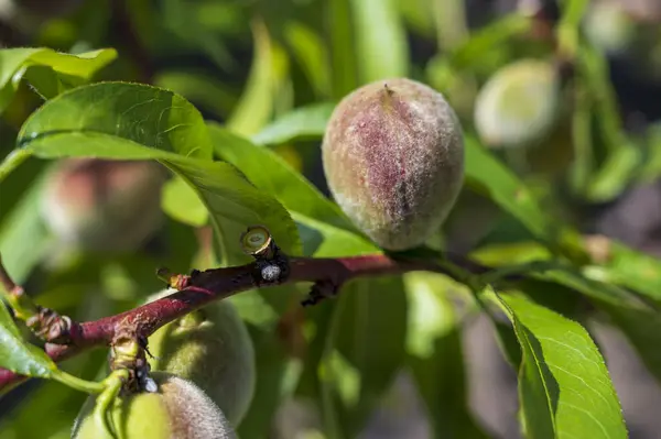 Unripe green peach fruits on tree with leaves.