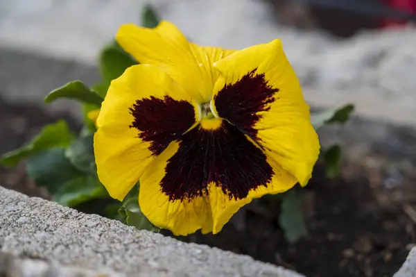 Yellow-black flower of Viola x wittrockiana Gams ex Kappert plant