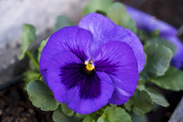 Detail of blue and black flower of Viola plant
