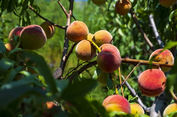 Close-up of orange peaches hanging on a tree.