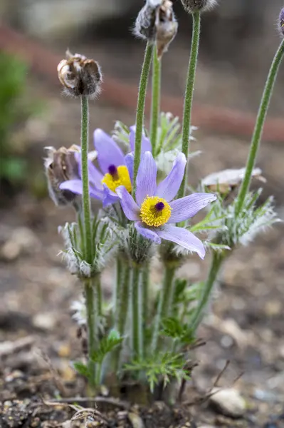 Anemone plant with blue-yellow blooming flowers and dry seeds on the stem