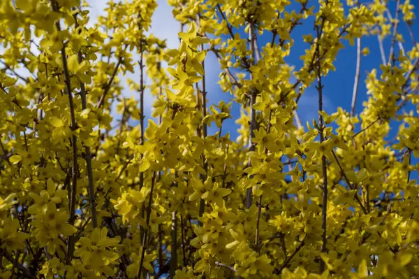 Forsythia intermedya bitkisinin yoğun sarı çiçekleri