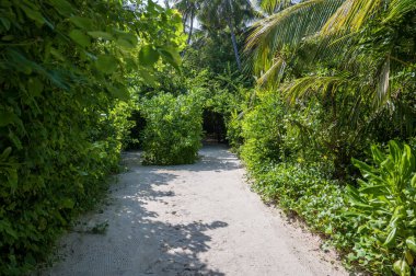 Yoğun bir tropikal yeşil ormanda kumlu bir yol. Güneşli hava.