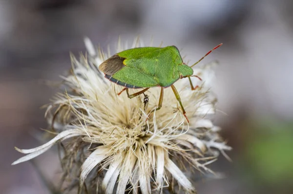 Detail of the green beetle Cetonia aurata on dry flower of the Carlina plant