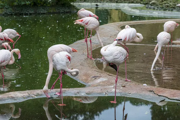 A group of pink flamingos stands by a pond. There is a green deciduous forest in the surroundings.