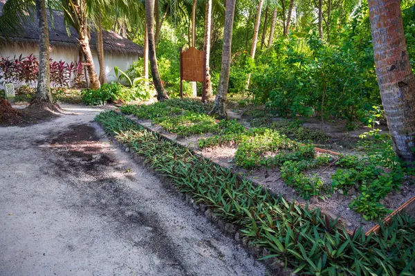Ornamental garden in a dense tropical forest. Sandy path and white building.