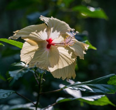 Sarı bir Çin Hibiscus çiçeğinin ayrıntıları. Bulanık arkaplan.