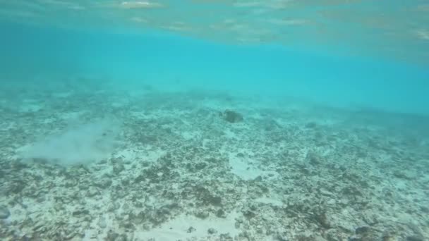 Färgglada Papegojfiskar Simmar Lagunen Sandbotten Undervattensvideo — Stockvideo