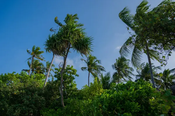 Yoğun Yeşil Bir Ormanda Palmiye Ağaçları Güneşli Hava — Stok fotoğraf