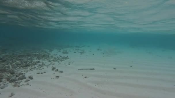 Szkoła Białego Longfin Emperor Ryb Pływa Nad Piaszczystym Dnie Pobliżu — Wideo stockowe