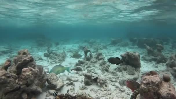 Kolorowe Papużki Pływają Morzu Jedzą Glony Koralach Skałach Płytkie — Wideo stockowe