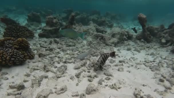 Colorful Parrotfish Swims Sea Eats Algae Corals Rocks Shallow — Stock Video