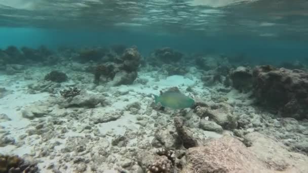 カラフルなパロットフィッシュは海で泳ぎ サンゴや岩で藻類を食べます シャロウ バンド — ストック動画