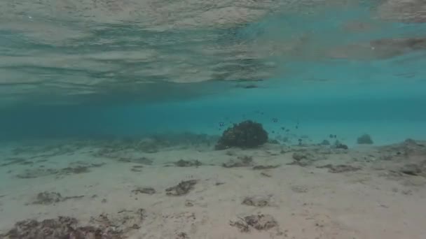 ホワイト パロットフィッシュは海で泳ぎ サンゴや岩に砂や藻類を食べる シャロウ バンド — ストック動画
