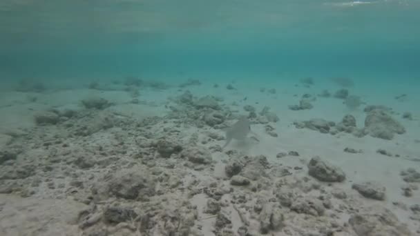 ホワイト パロットフィッシュは海で泳ぎ サンゴや岩に砂や藻類を食べる シャロウ バンド — ストック動画