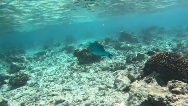 白鱼在海里游泳 吃珊瑚和岩石上的沙子和海藻 — 图库视频影像