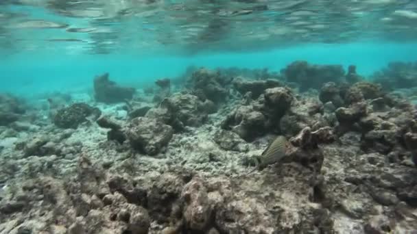 Bunte Fische Acanthurus Lineatus Schwimmen Der Nähe Des Meeresbodens Mit — Stockvideo