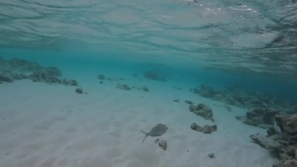 Weißer Fisch Flagfin Mojarra Schwimmt Der Nähe Von Sandigem Meeresboden — Stockvideo