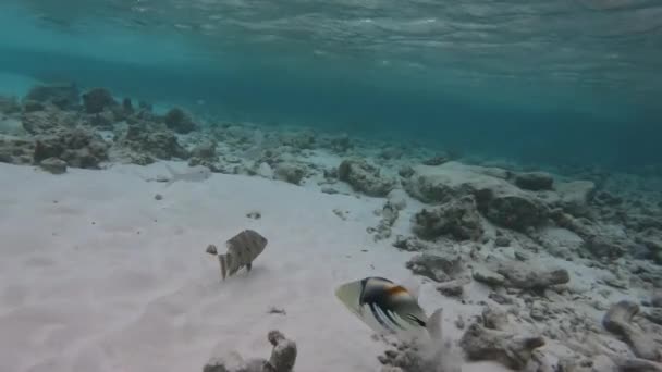 Detail Picasso Triggerfish Snorkeling Shallow Sea Water Fish Sandy Bottom — Stock Video