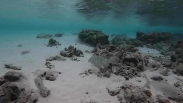Biały Imperator Ryby Pływać Płytkiej Wodzie Pobliżu Piaszczystego Dna Kamieniami — Wideo stockowe