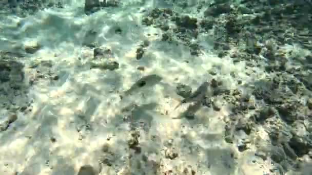 Nurkowanie Rybami Lethrinus Harak Parupeneus Barberinus Pływają Pobliżu Dna Morskiego — Wideo stockowe