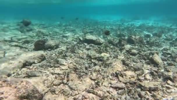 Mergulho Águas Rasas Com Pedras Corais Com Muitos Peixes Coloridos — Vídeo de Stock