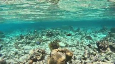 Sığ sularda taşlarla ve mercanlarla bir sürü renkli balıkla dalmak..