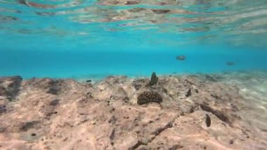 Sığ sularda taşlarla ve mercanlarla bir sürü renkli balıkla dalmak..