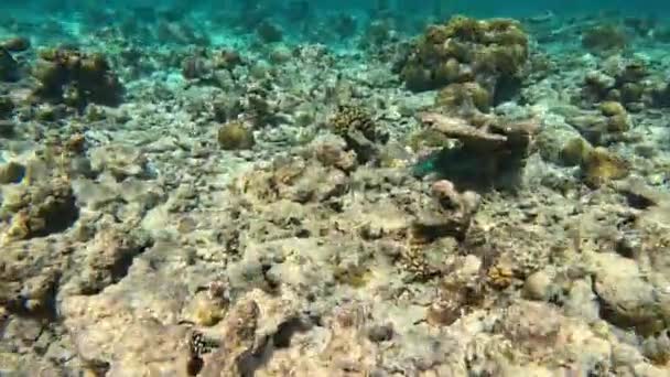 Colorful Blue Fish Scarus Frenatus Swims Seabed Rocks Corals — Stock Video