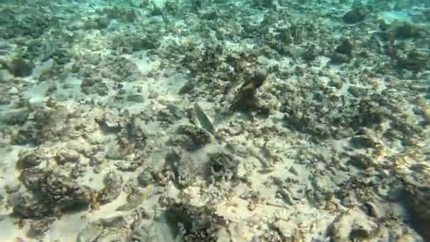 Potápění Rybami Balistoides Viridescens Další Plavat Blízkosti Mořského Dna Pískem — Stock video