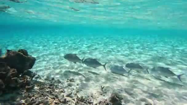 一小群淡蓝色的康乃馨鱼在浅水区游动 靠近沙底 带着石头和珊瑚 — 图库视频影像
