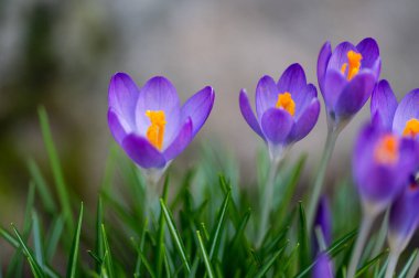 Detail of the purple flowers of the Crocus tommasinianus plant. Blurred background. clipart