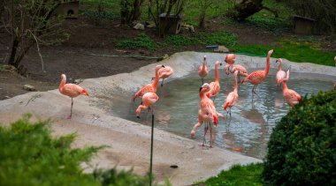 Küçük beton gölde flamingo sürüsü.