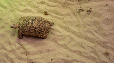 Leopard tortoise basks on the sand. View from above. clipart