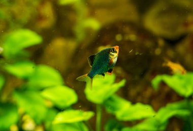 Renkli balıklar, Puntius tetrazona yeşili. Bulanık arkaplan.