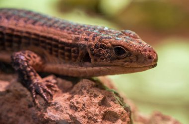 Kertenkele Gerrhosaurus Major Bottegoi 'nin ayrıntıları. Bulanık arkaplan.