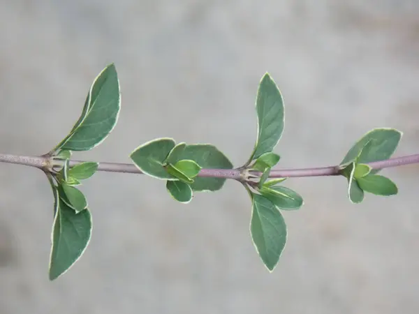 green plant with a white background