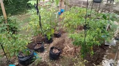 Tulungagung - 4 Ocak 2024: Arka bahçesinde, bir anne güzel bir biber ve lahana bahçesi yetiştirir.